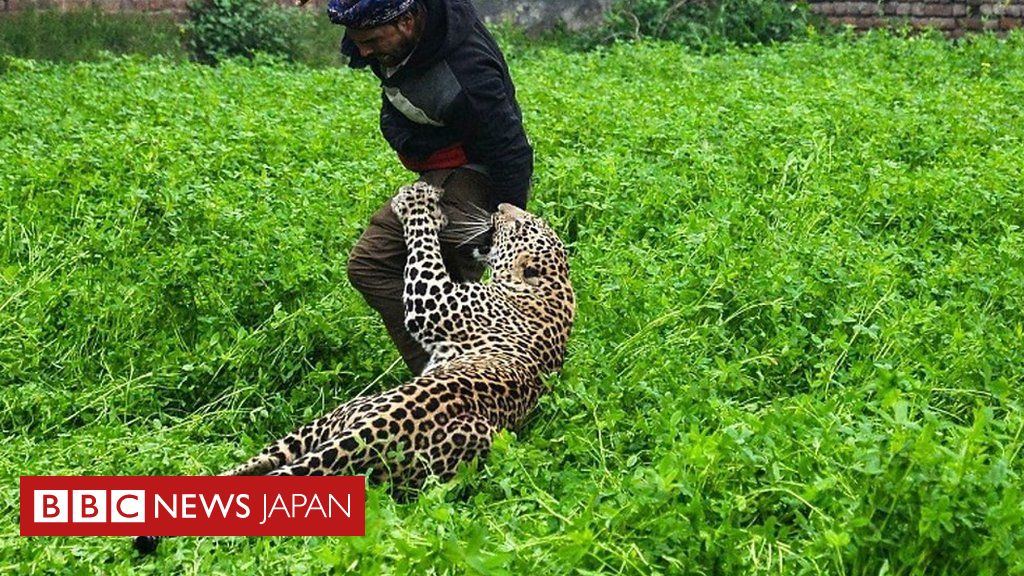 ヒョウと人間が互いにパニック インド北部の村で cニュース