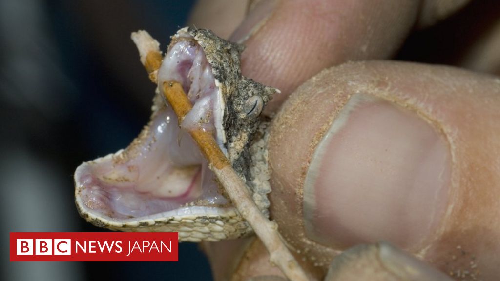 ヘビにかまれたら……毒の血清が不足 BBCニュース