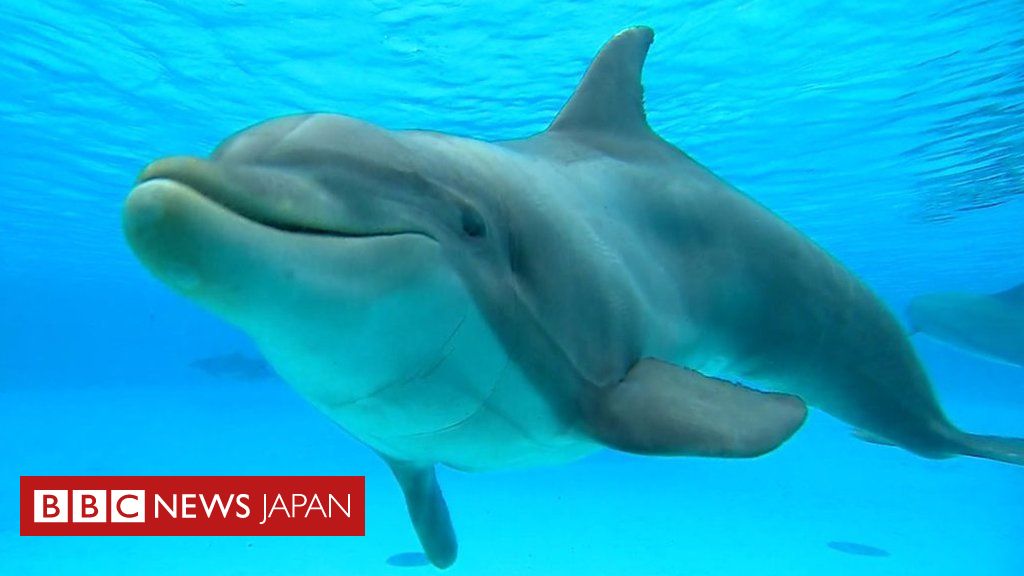 飼育下のイルカは 幸せ 科学者が調査 cニュース