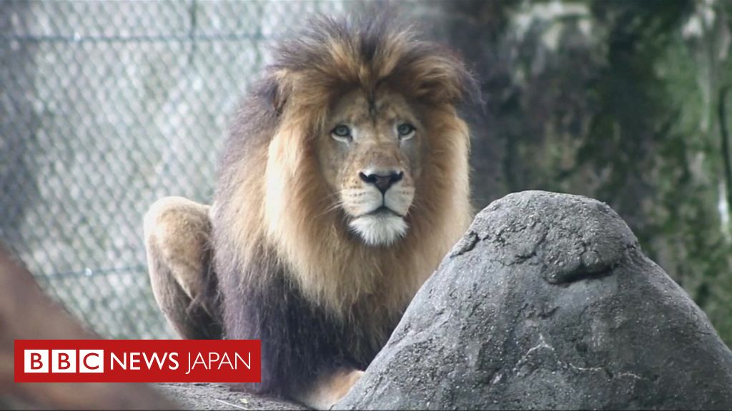 雌ライオンがパートナーの雄殺す 子供3頭の父親 米動物園 cニュース