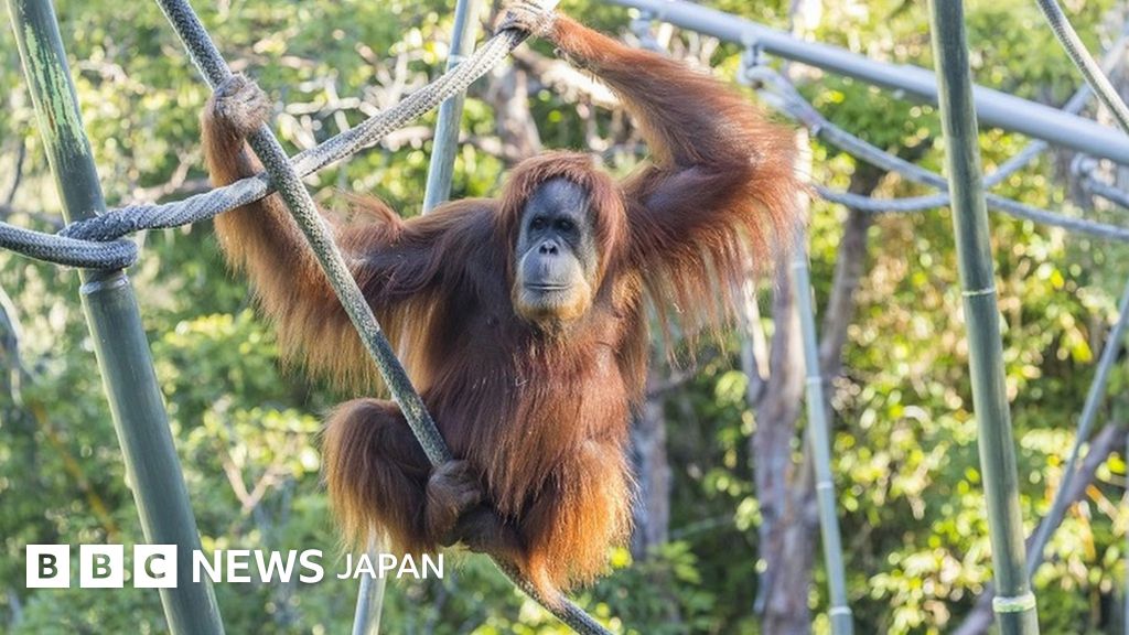 新品　ジェリーキャット　オラウータン　ゴリラ　サル　オランウータン　猿 新品 ジェリーキャット オラウータン ゴリラ サル オランウータン 猿