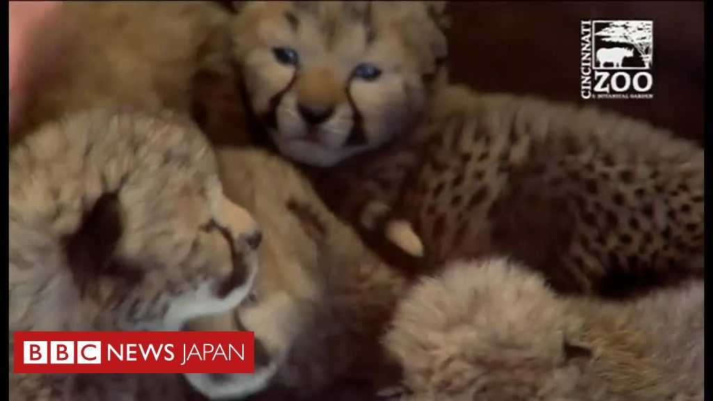 チーターの赤ちゃん 犬がお母さん代わり cニュース