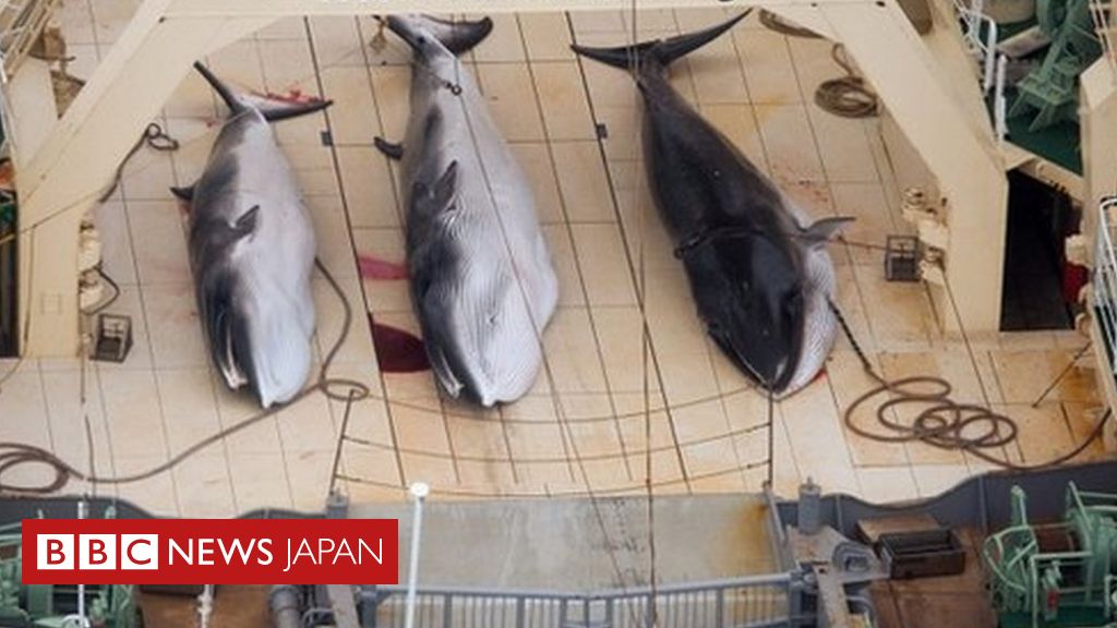 日本の南極捕鯨調査 妊娠中のクジラ122頭を捕獲 殺害 cニュース