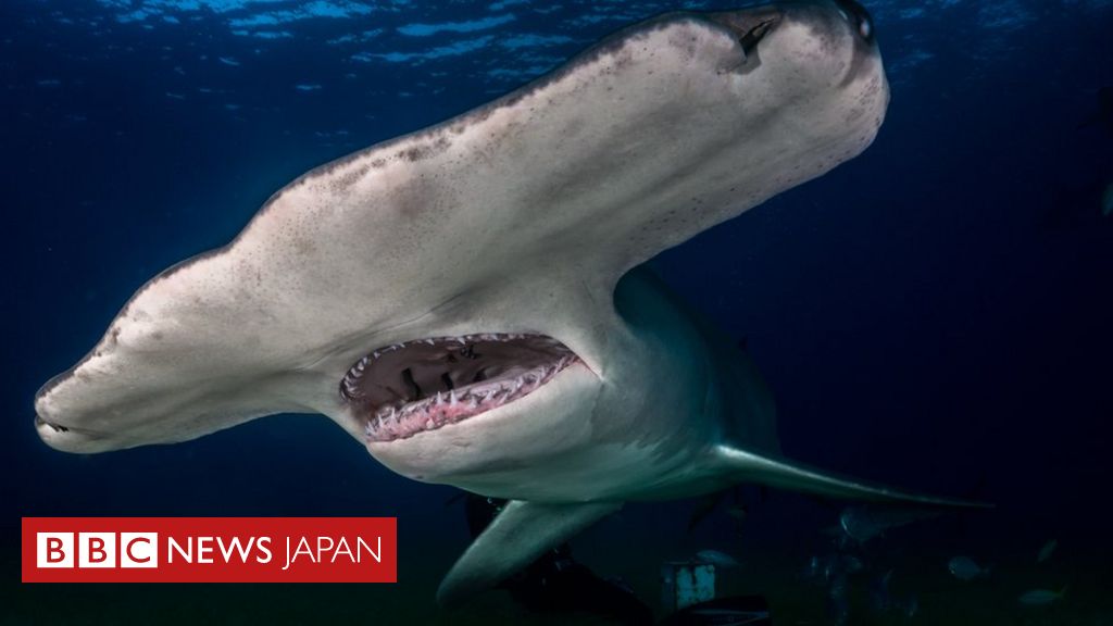 新種のサメが英国に出現 気温上昇で cニュース