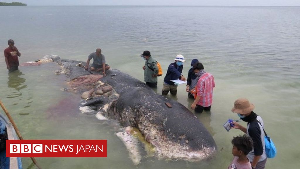 クジラの死体からプラスチックコップが115個も インドネシア - BBCニュース