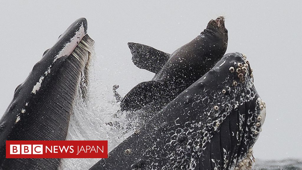 クジラがトドを丸飲みに… 米カリフォルニアで撮影 - BBCニュース