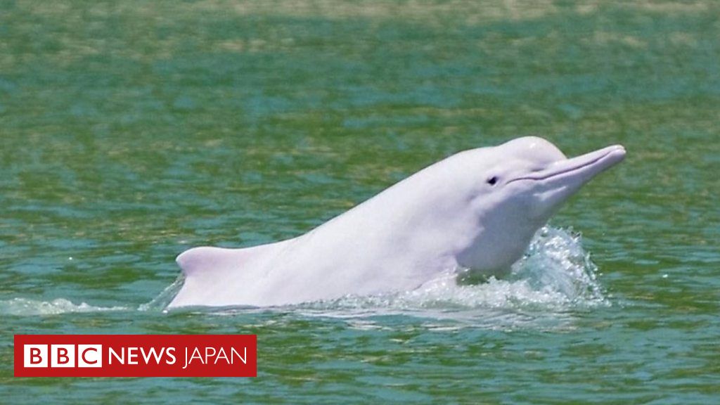 イルカウォッチング 熊本県天草観光ガイド