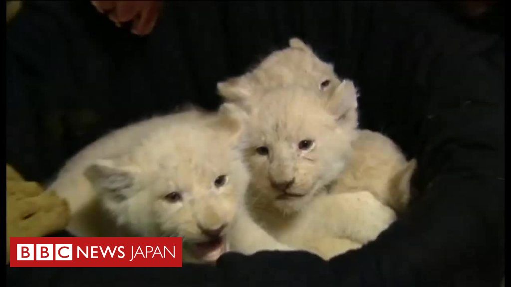 赤ちゃんホワイトライオンをお披露目 独動物園で cニュース