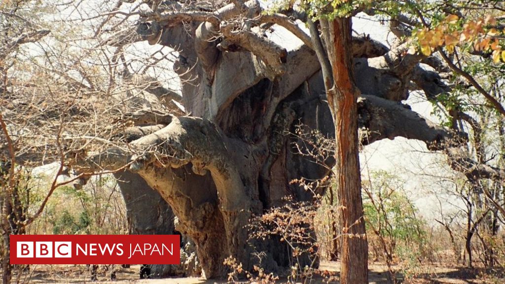 バオバブの古木が謎の大量枯死 紀元前の樹齢の木も - BBCニュース