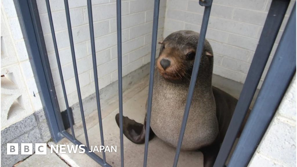 トイレで寝てしまったオットセイを保護 豪タスマニア島で cニュース