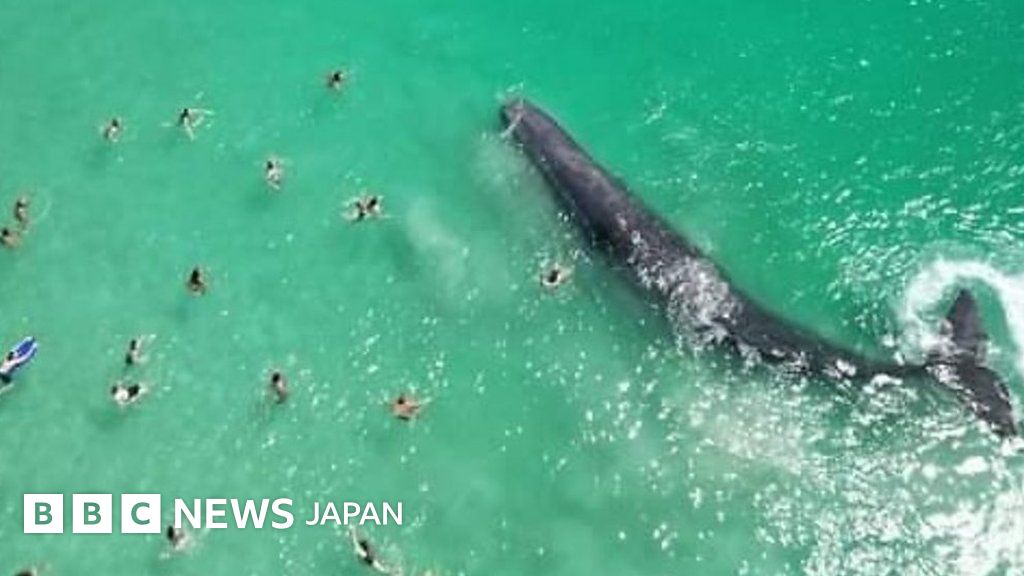 クジラが「危険なほど」岸に接近も……沖に戻る オーストラリア BBCニュース