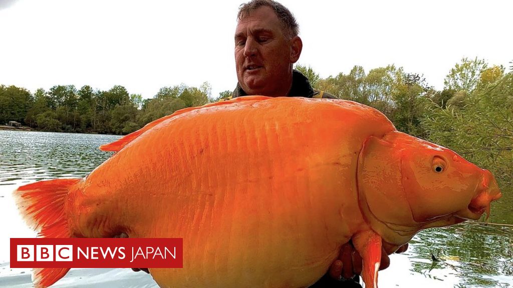 フランスで巨大「金魚」が釣り上げられる、体重30キロ - BBCニュース