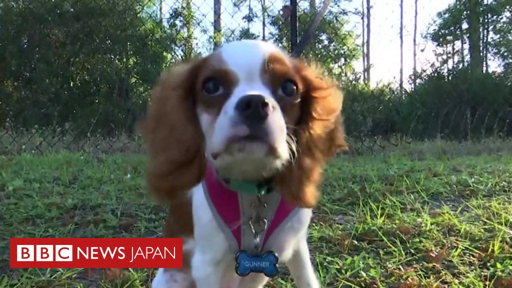 子犬がワニに襲われ 飼い主が間一髪で救助 アメリカ cニュース