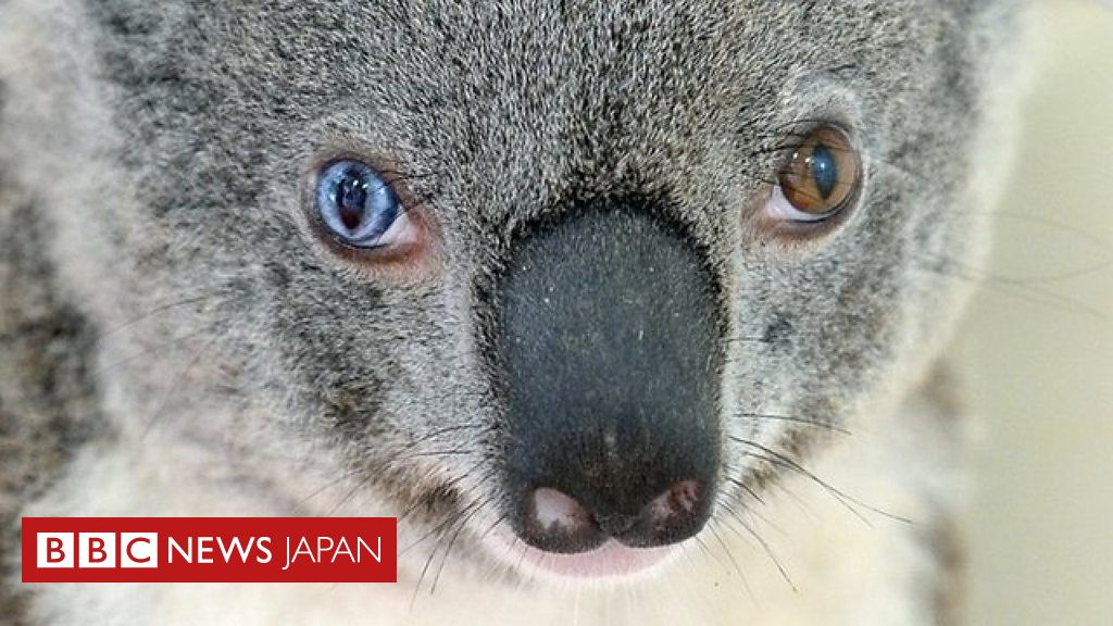 まるでボウイのようなコアラ保護 cニュース