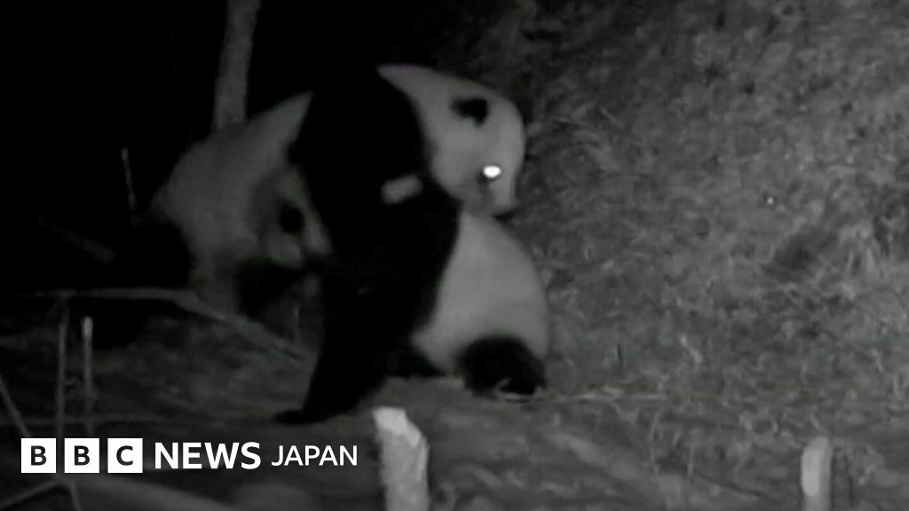 野生パンダが激しい格闘 カメラが珍しい映像を撮影 中国 cニュース