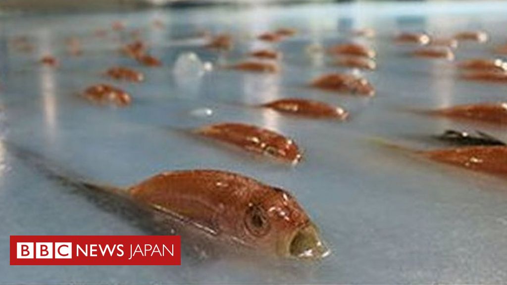 リンクに凍った魚で騒ぎに 日本のスケートリンク営業中止 - BBCニュース