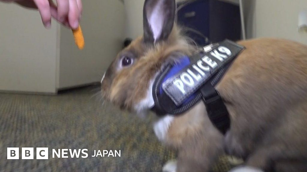 ふわふわのウサギ警官、警察署の「癒し担当」に 米カリフォルニア州 - BBCニュース