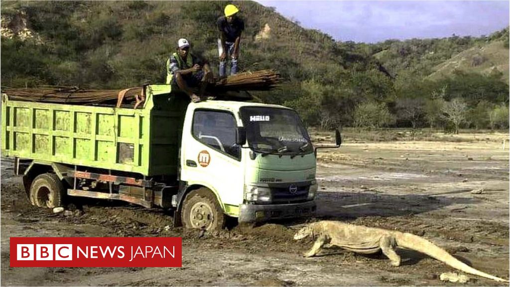 コモドドラゴンがトラックに対峙する写真が拡散 インドネシアの開発に懸念 - BBCニュース