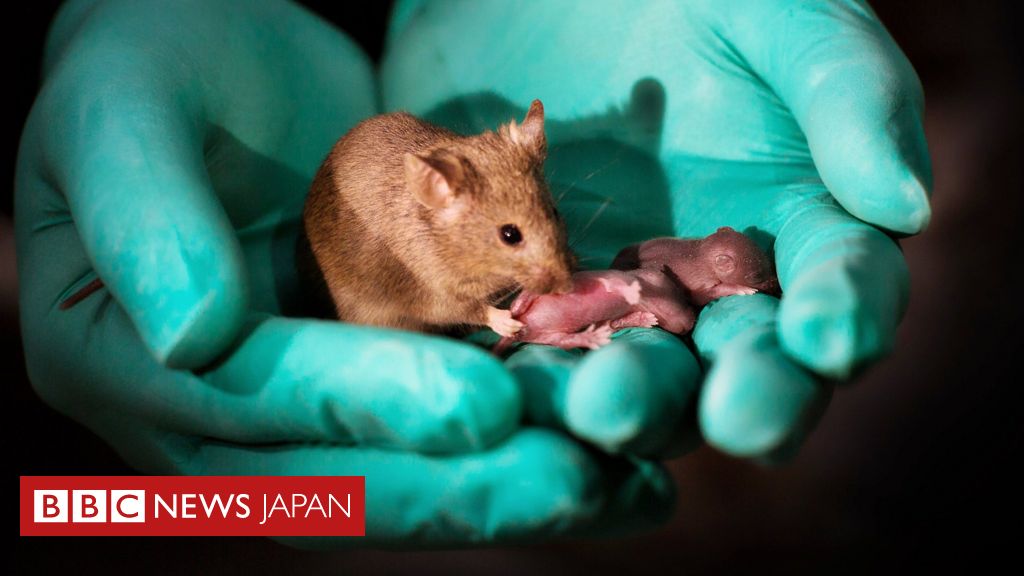 同性マウスから子供誕生 生殖の原則破る Bbcニュース