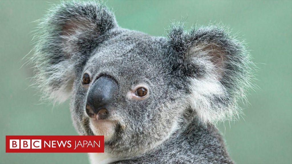 コアラ数十頭を殺害か 豪地主らを動物虐罪で訴追 - BBCニュース