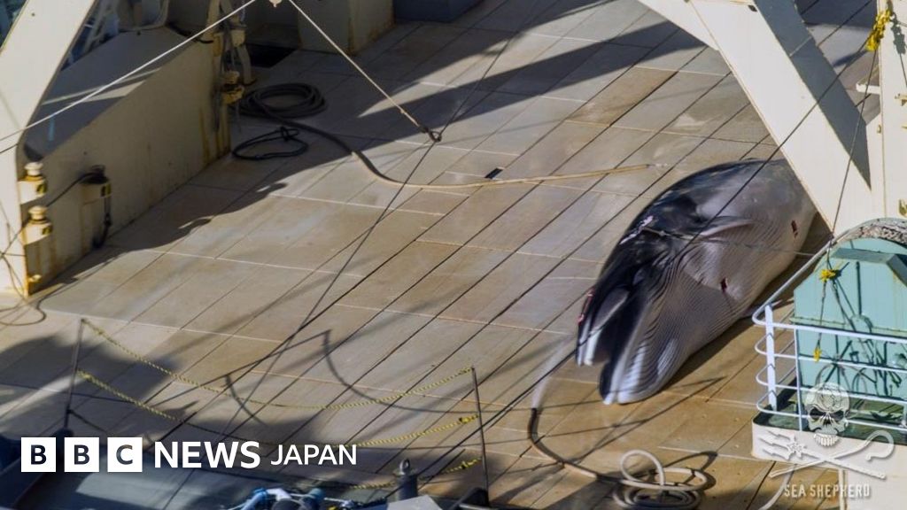 日本の捕鯨船、南極海でミンククジラ殺害と 豪政府批判 - BBCニュース