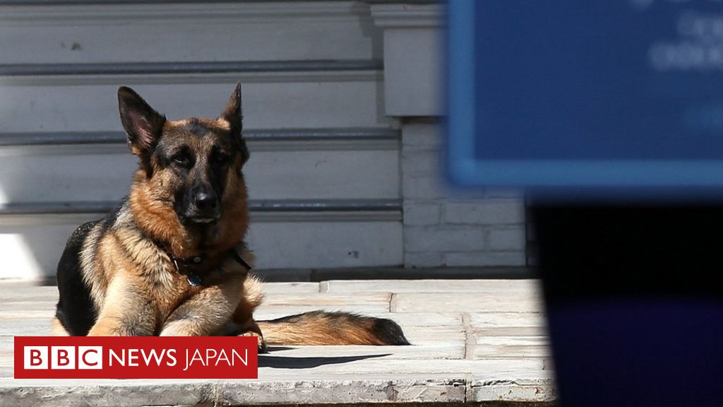 バイデン夫妻 愛犬 チャンプ の死を発表 cニュース