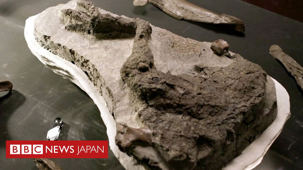 恐竜卵の化石(2個) 中国で発掘 - その他