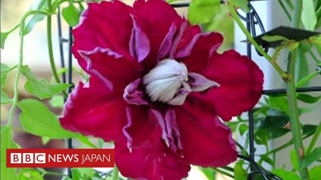 チェルシーフラワーショー がロンドンで開幕 展示された花の数々 cニュース