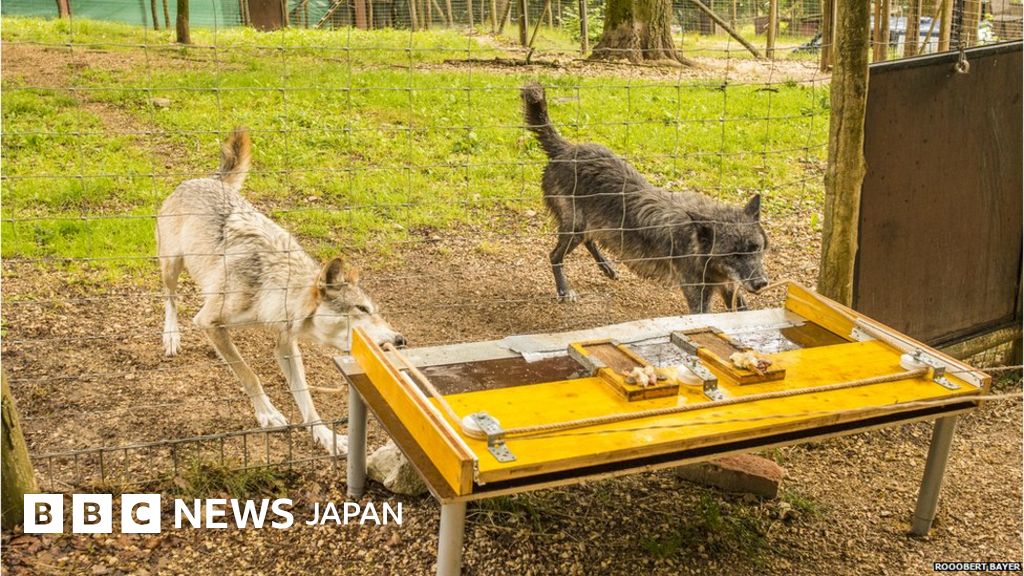 オオカミは悪者 のイメージは間違い 研究者らが指摘 cニュース