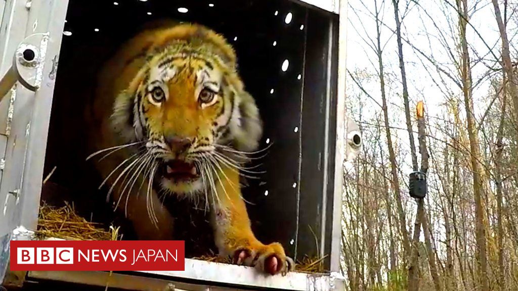 ニウエ 2015年 アムールヒョウ 絶滅危惧種 カラー版 1ドル 銀貨 コイン