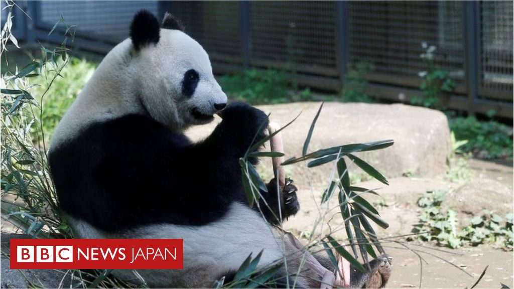 ジャイアントパンダのシンシン、双子を出産 上野動物園 - BBCニュース