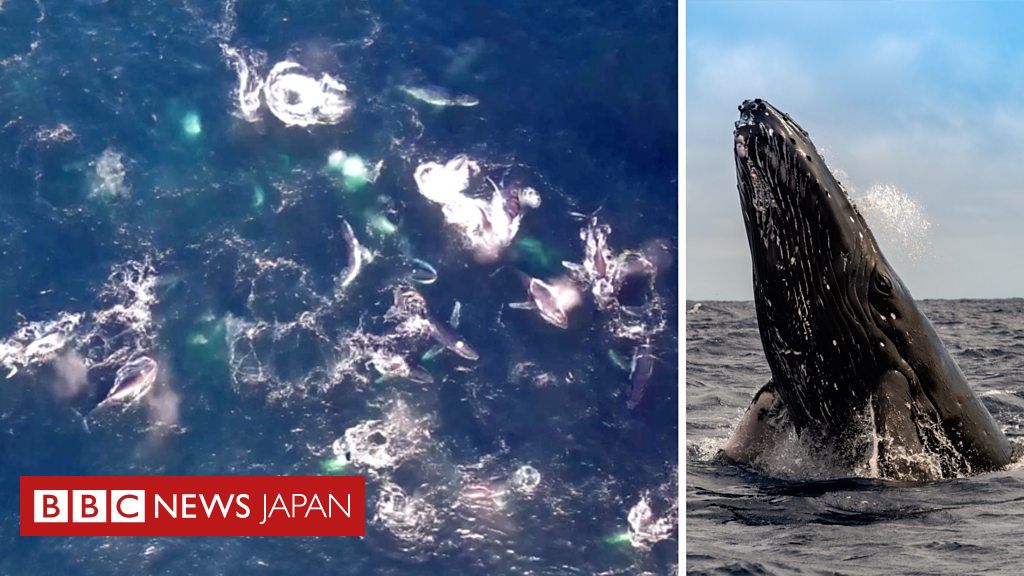 流行に 2021年 セントビンセントグレナディーン 【ザトウクジラ