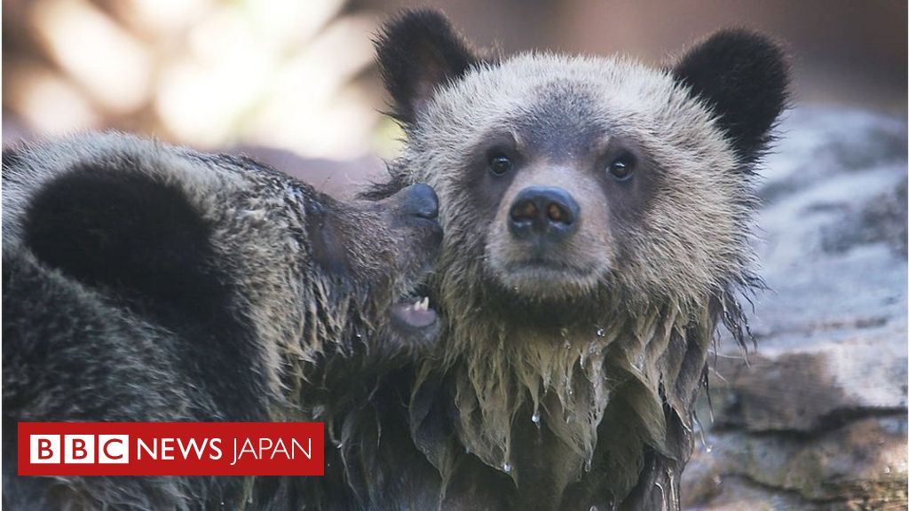 クマをドーナツでおびきよせる狩猟法 禁止解除へ 米アラスカ cニュース