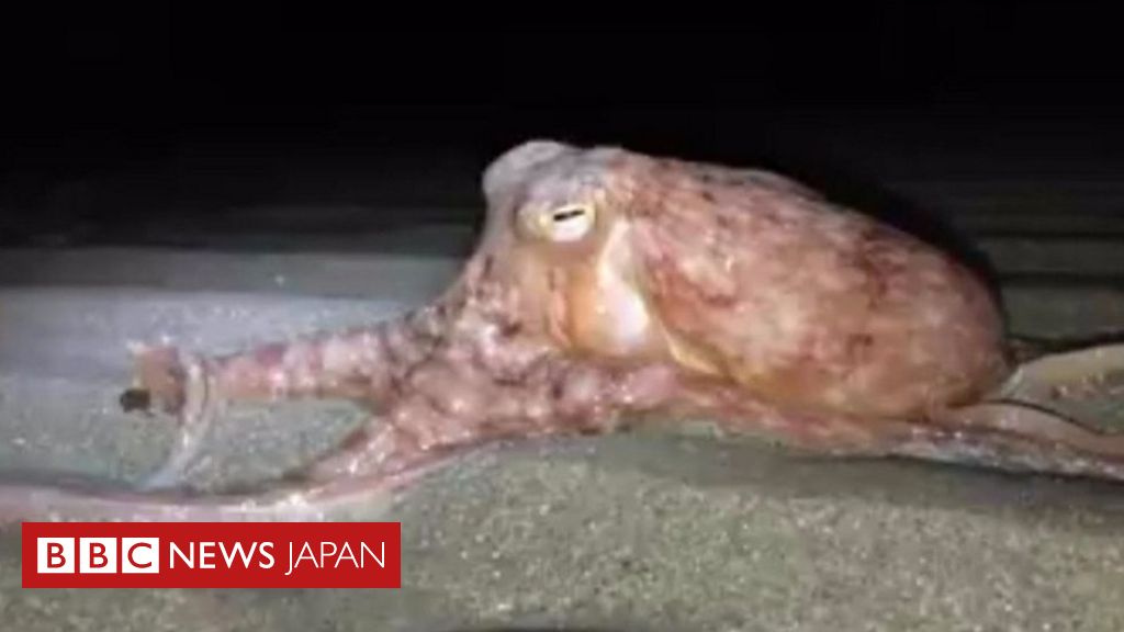 タコが次々と歩いた夜 英ウェールズ海岸 cニュース