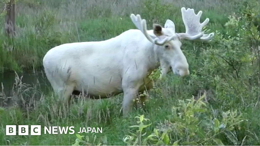 希少な白いヘラジカ スウェーデン西部で撮影 - BBCニュース