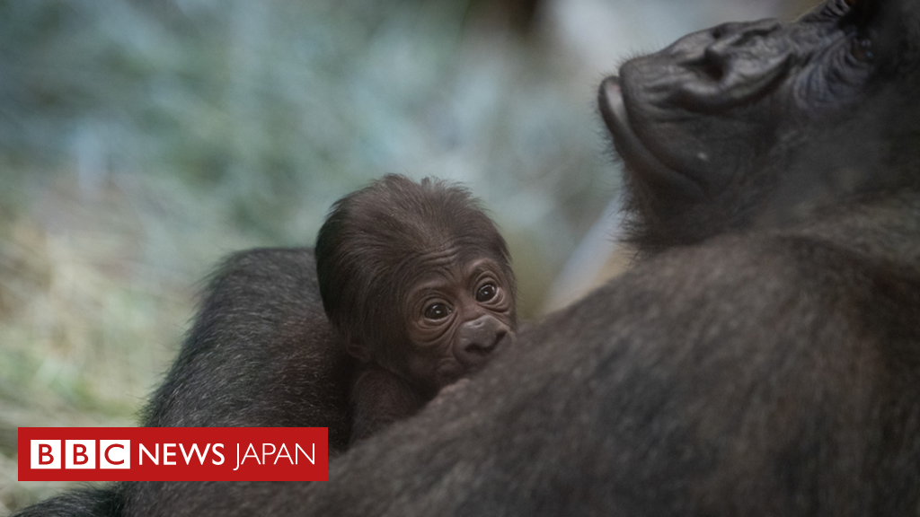 雄だと思っていたら……ゴリラの出産に米動物園びっくり - BBCニュース