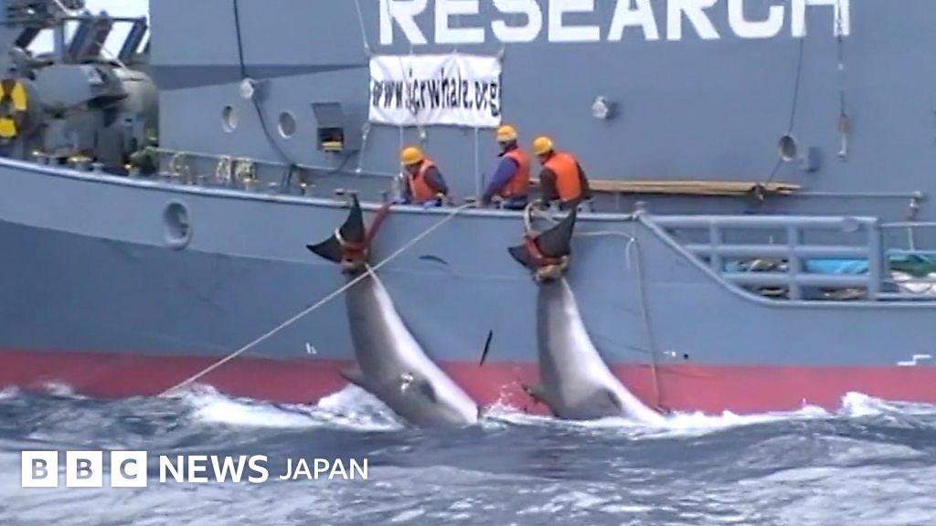 絶対捕鯨禁止区域~In the antarctic whales sanctuary~ [DVD] 環境保護団体シーシェパードの実態に迫る 日本船の捕鯨映像を公開 豪政府と情報公開争ったシー