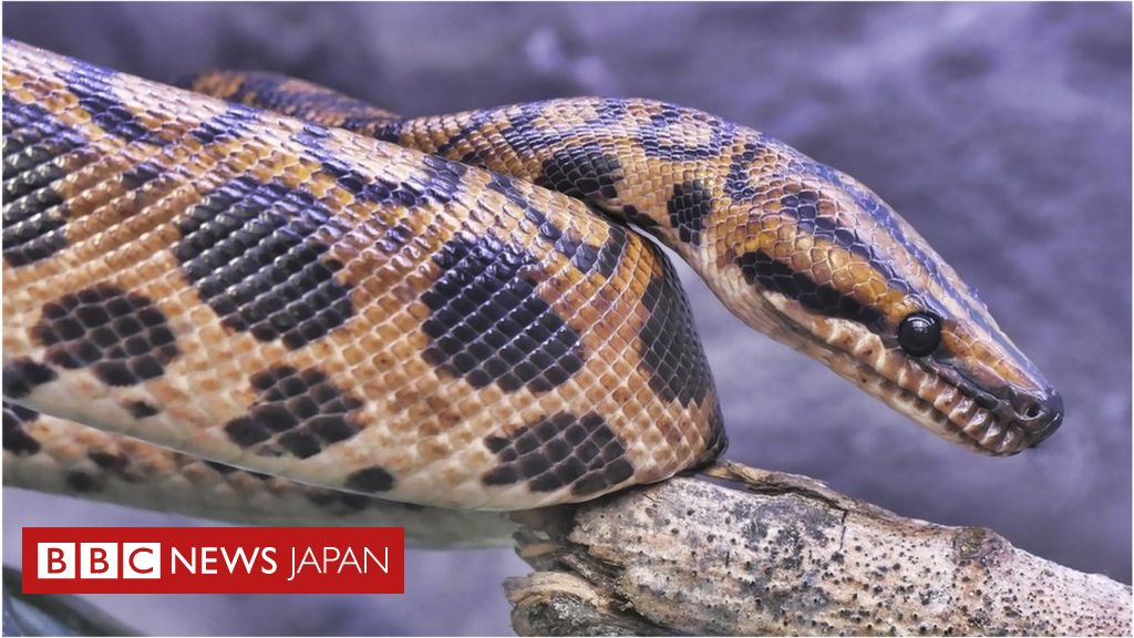 ヘビの繁栄 恐竜が絶滅した小惑星衝突のおかげ 英研究 cニュース