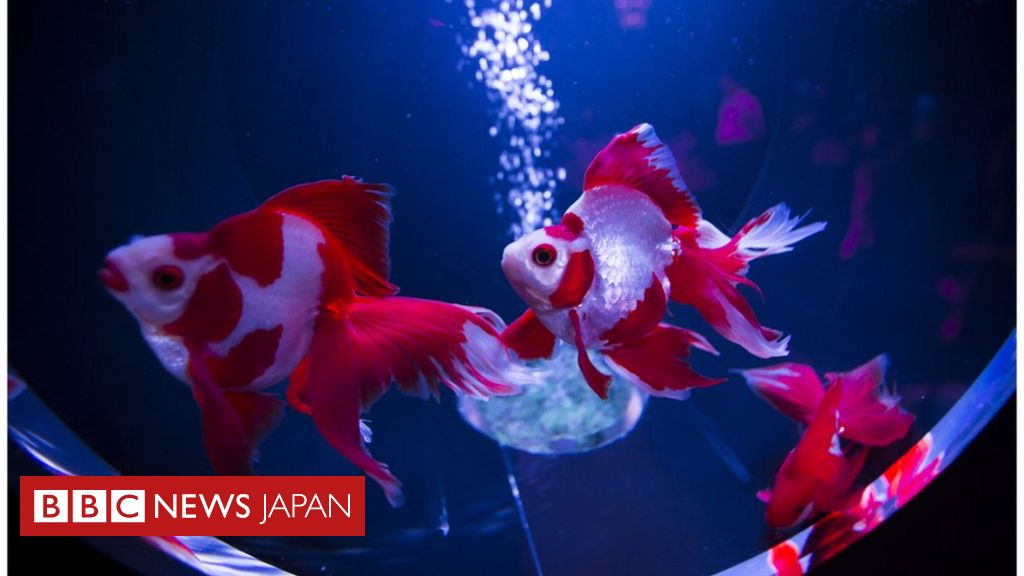 ジャパン2020】 金魚に魅せられた日本人 愛され続ける理由は？ - BBC