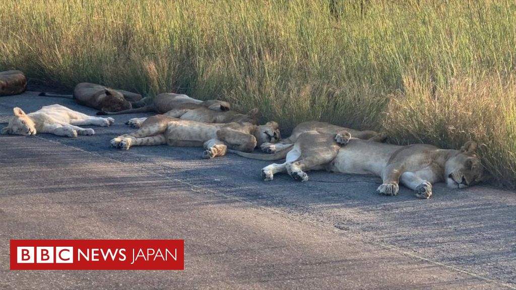 ライオンが路上でお昼寝 人間ゼロ を満喫 ロックダウン中の南ア国立公園 cニュース