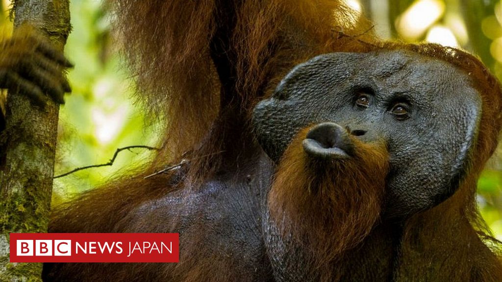 オラウータン タイム と は あなたの番です オラウータンタイムの意味は 田中圭の推理姿がカワイイ