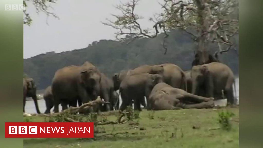 鼻でなでる姿も 仲間の死を悼む野生のゾウ スリランカ cニュース