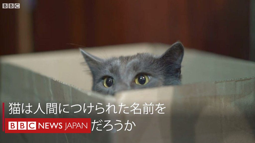 猫は実は自分の名前を聞き分けている 日本研究 cニュース