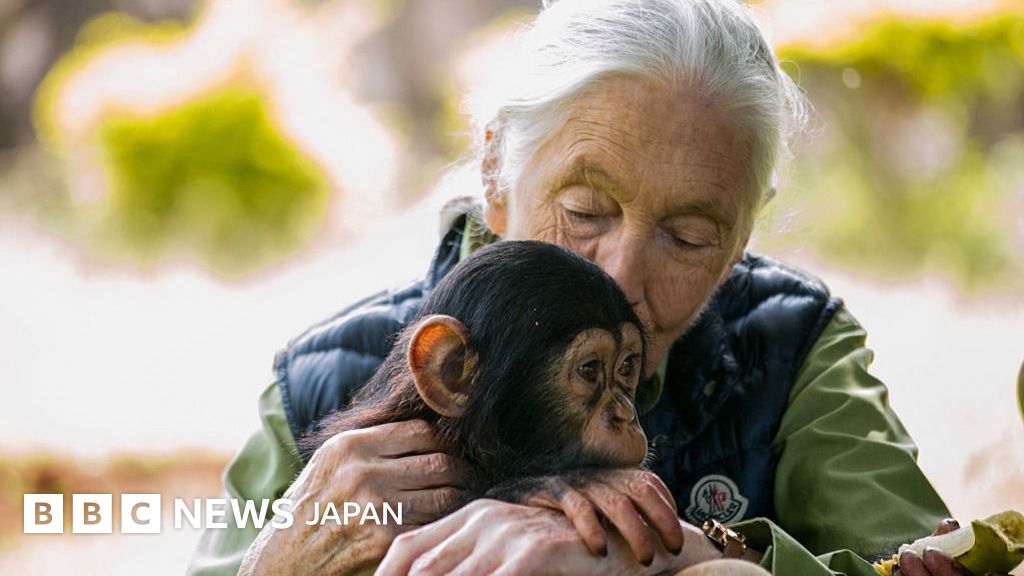 自然保護活動家のジェイン・グドール氏が死去、91歳 チンパンジー研究