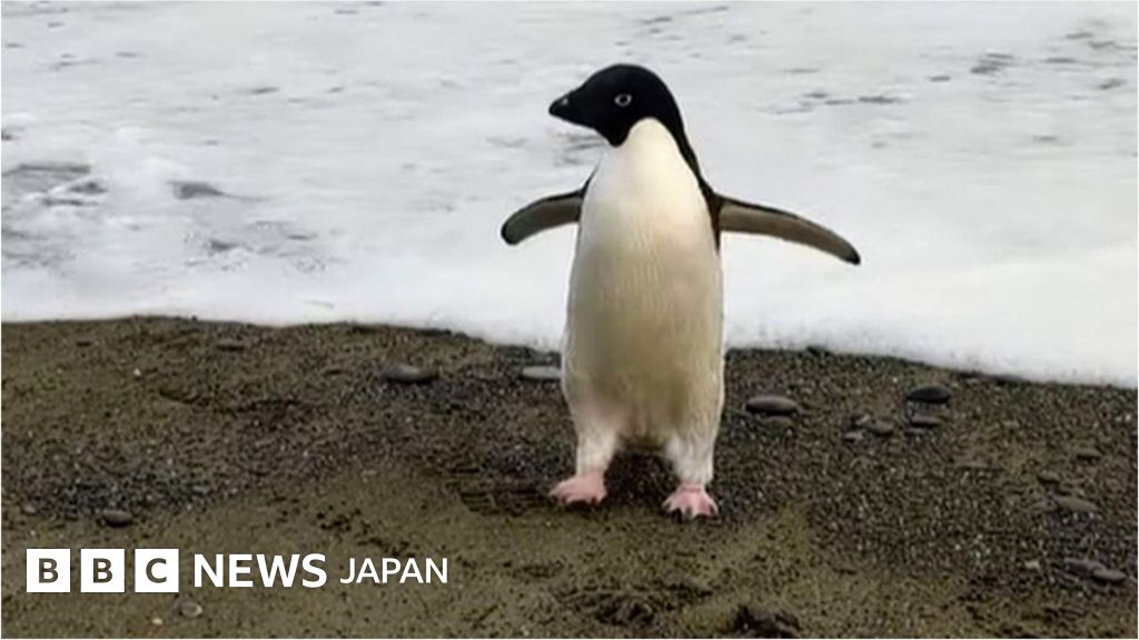 南極のペンギン 3000キロ離れたニュージーランドで迷子に cニュース