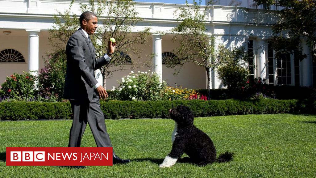 オバマ家の愛犬 ボー が死去 親友に別れ cニュース