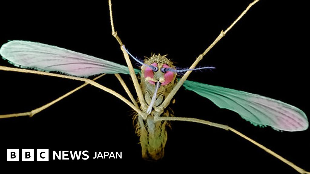 60年ぶりの抗マラリア剤 米が新薬承認 BBCニュース
