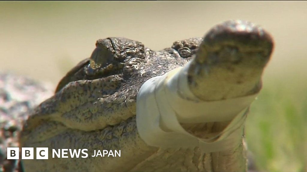 地球を食べるワニ Crocodile Feeding Time (ONIYAMA-JIGOKU, Oita, Japan
