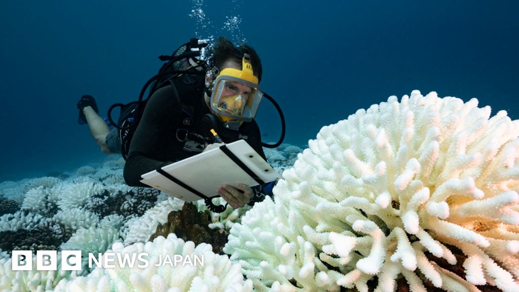 記録的な海水温が最近の異常事態を後押しした