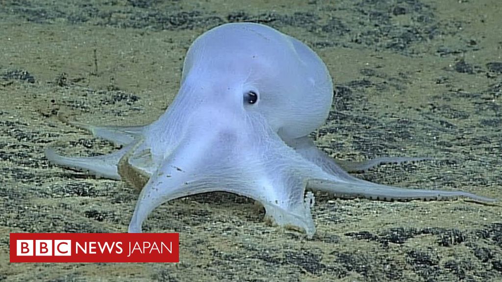 幽霊のような タコは新種か ハワイ沖深海で発見 cニュース